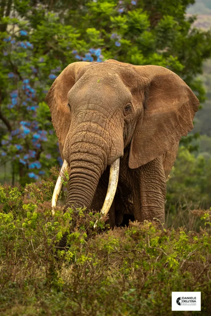 Foto tanzania cod tzn027