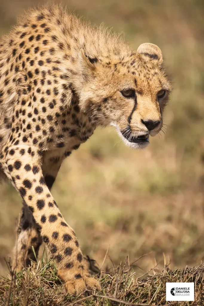 Foto tanzania cod tzn038