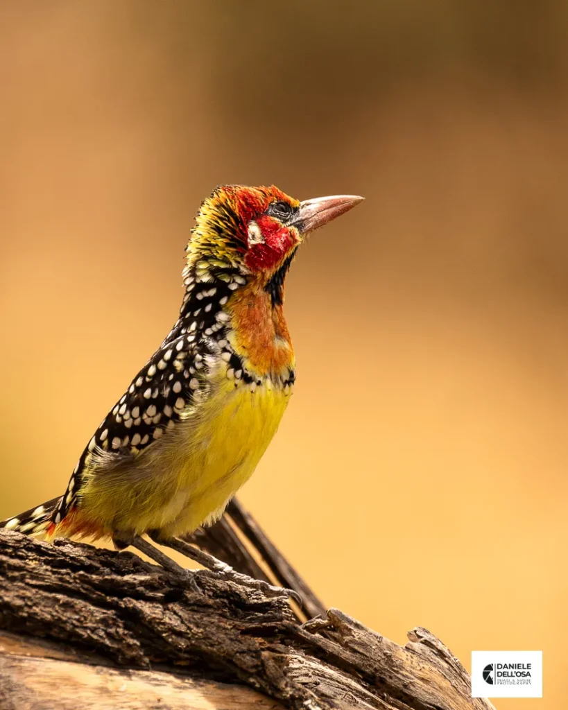 Foto tanzania cod tzn042