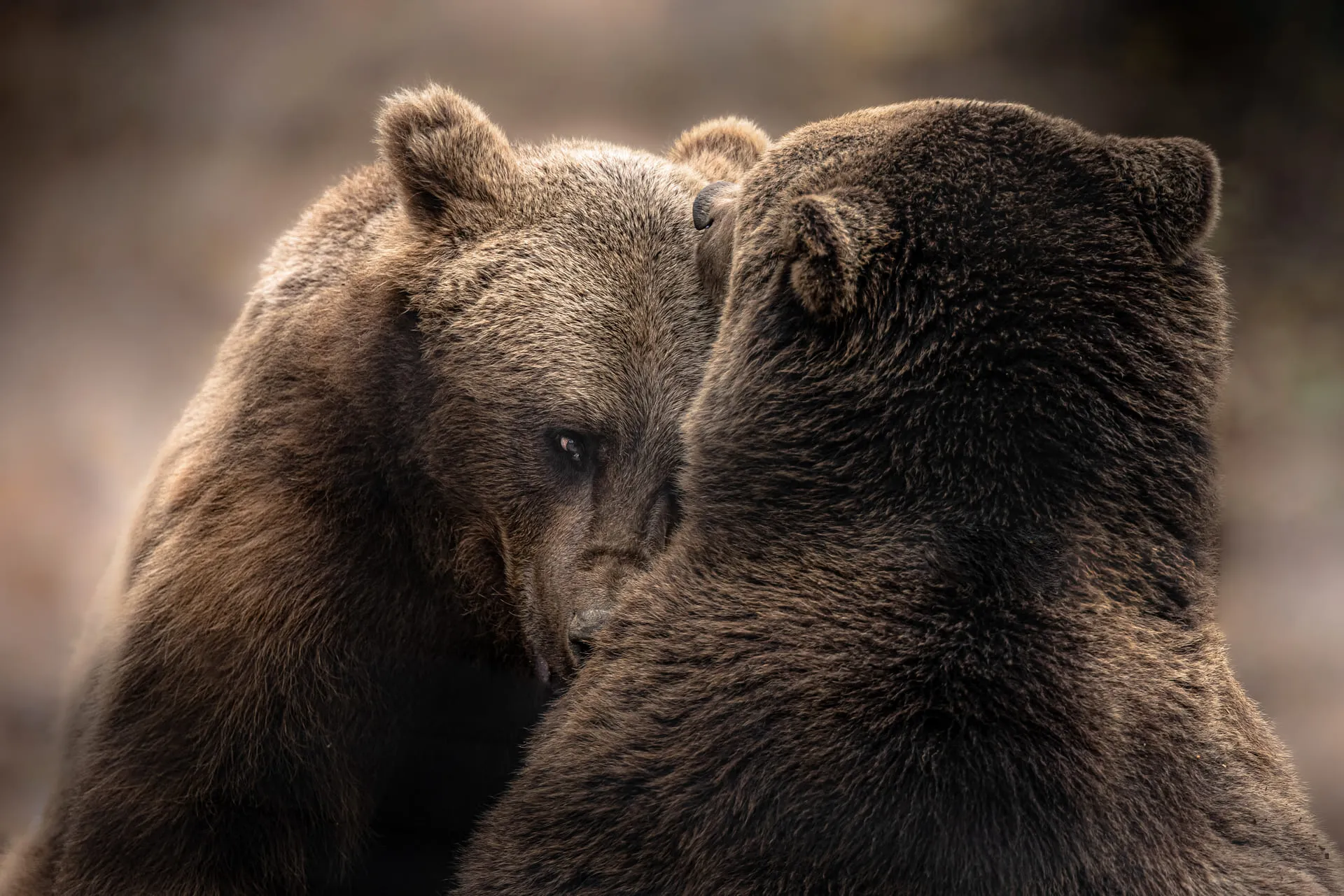 Limited Edition - Fratelli Orsi