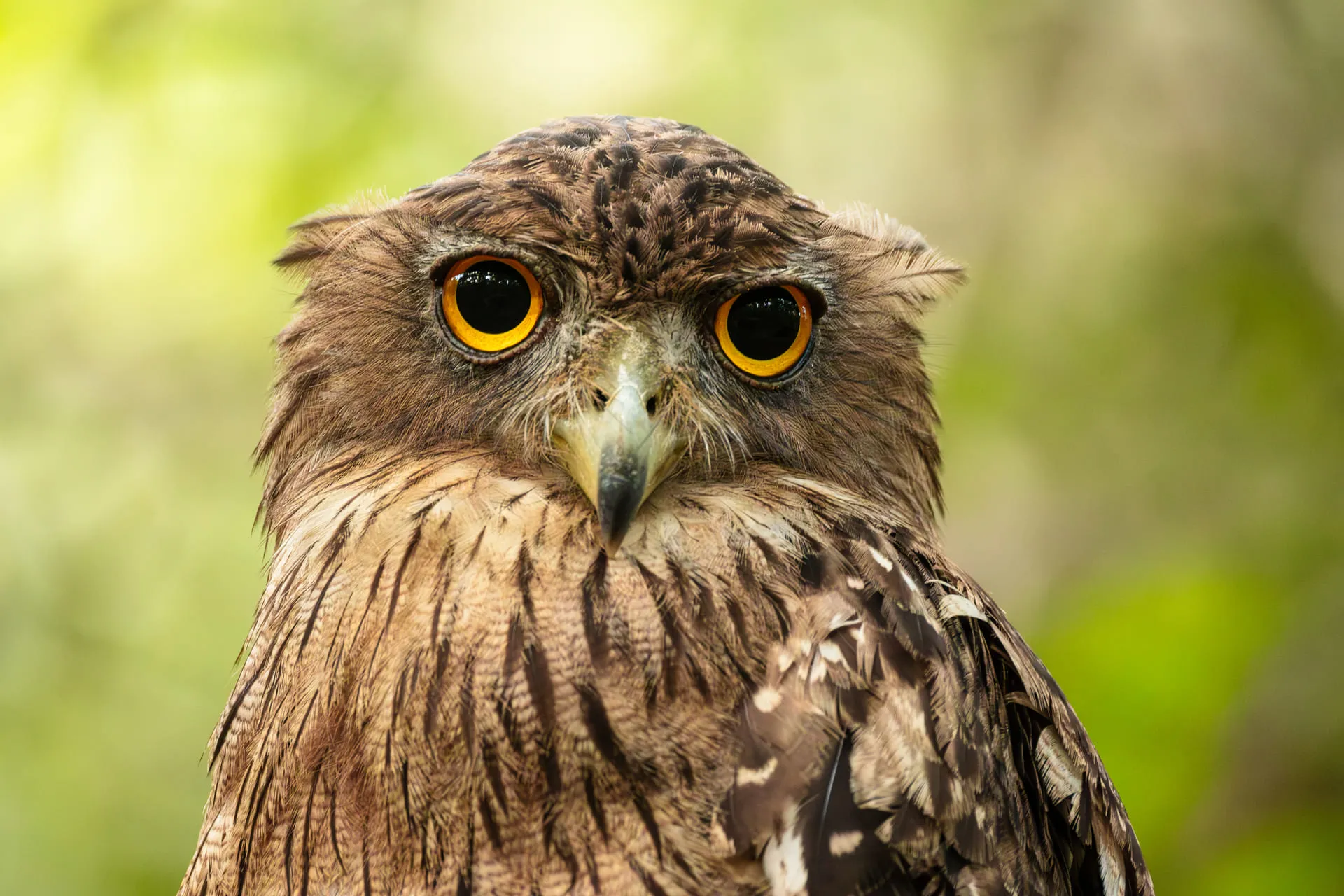 Limited Edition - Gufo Bruno Pescatore