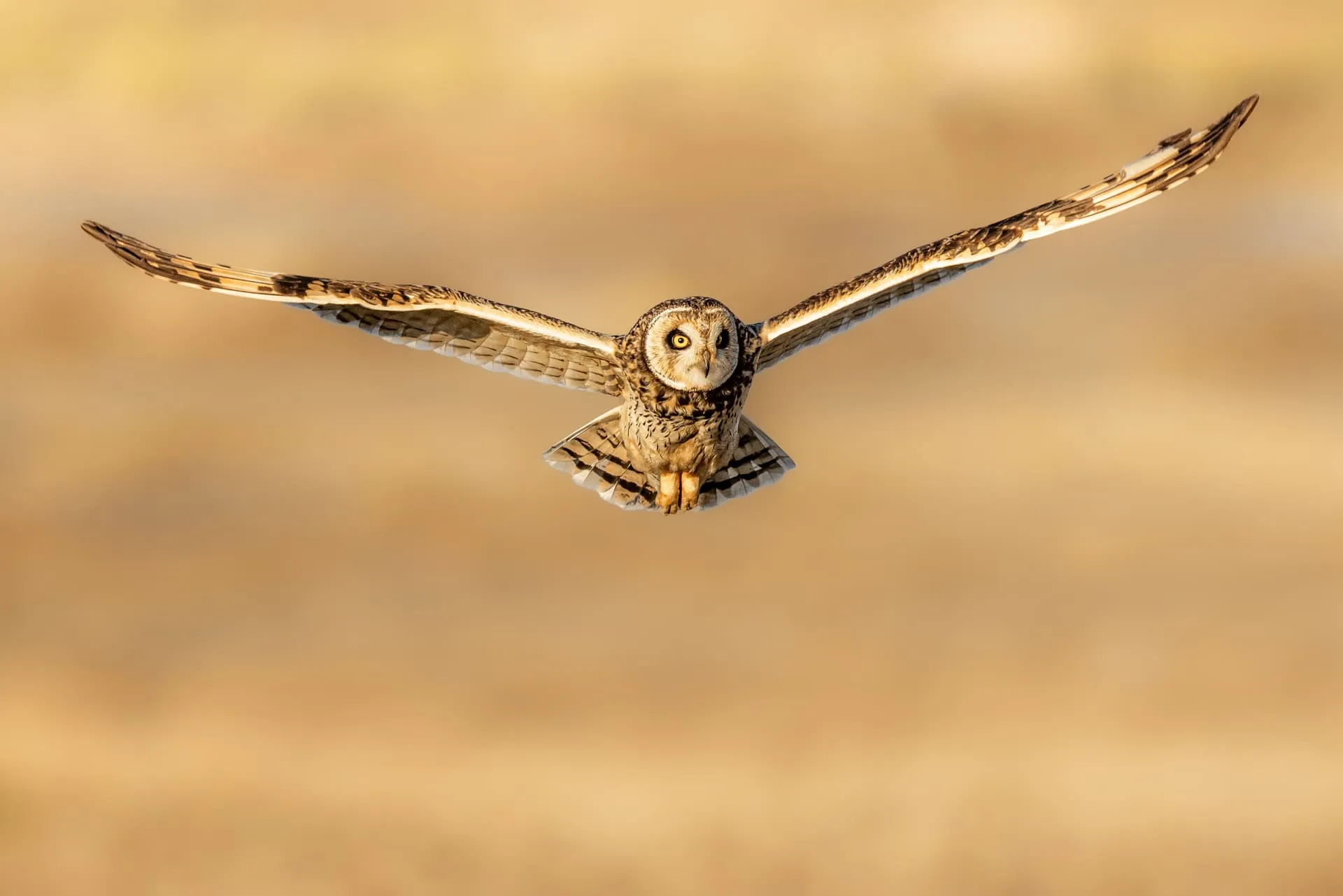 Limited Edition - Gufo di Palude