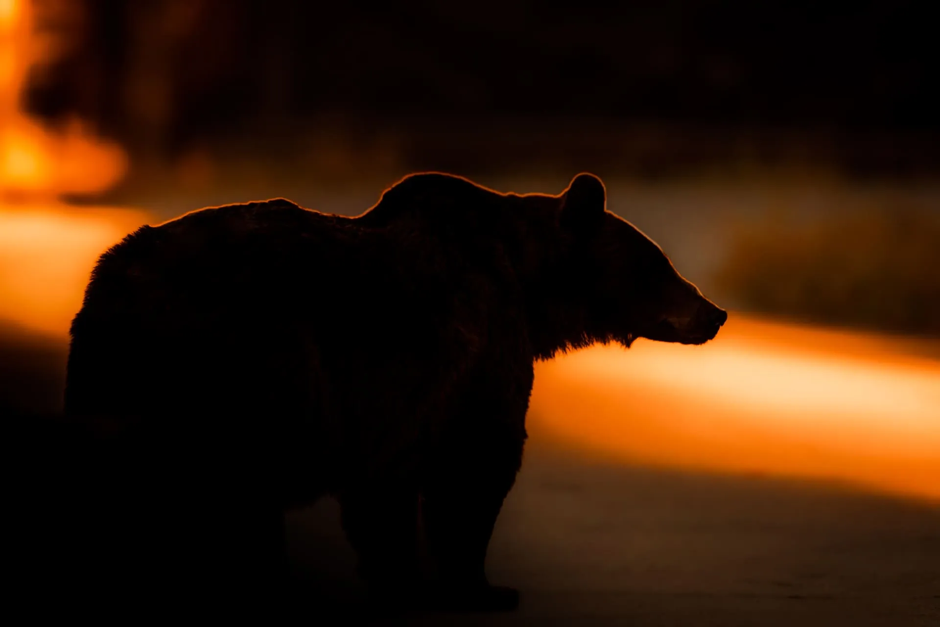 Limited Edition - Mamma Orsa in controluce