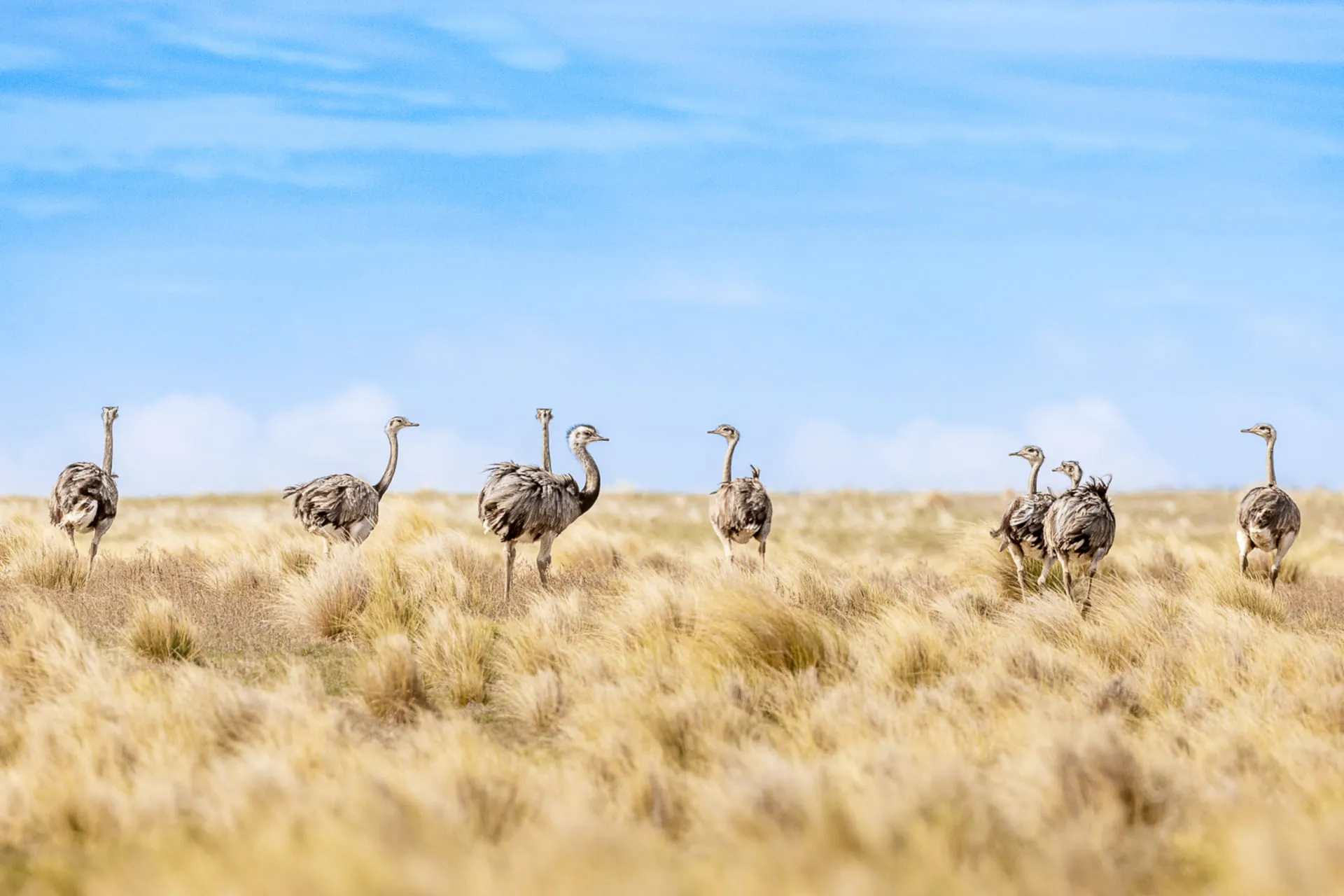 Limited Edition - Nandù nella Steppa