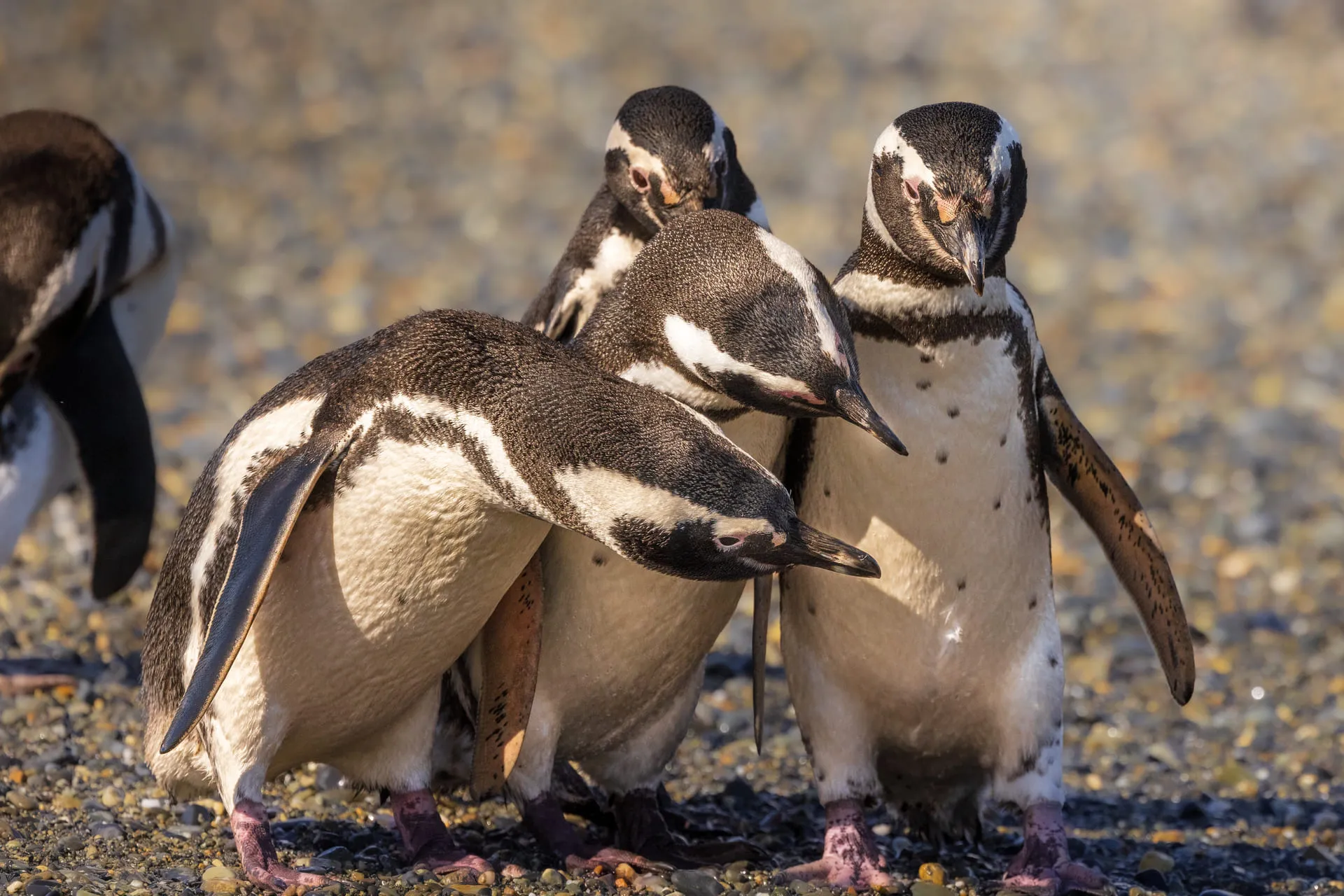 Limited Edition - Pinguini di Magellano