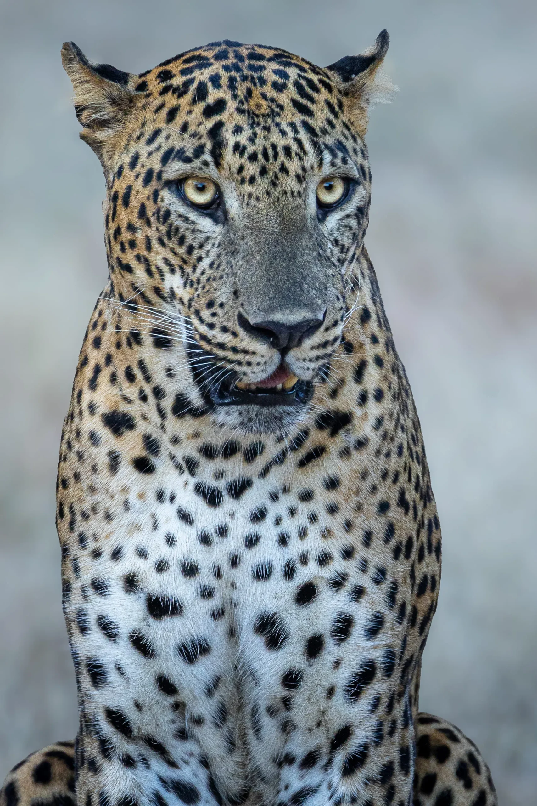 Limited Edition - Sri Lanka Leopard