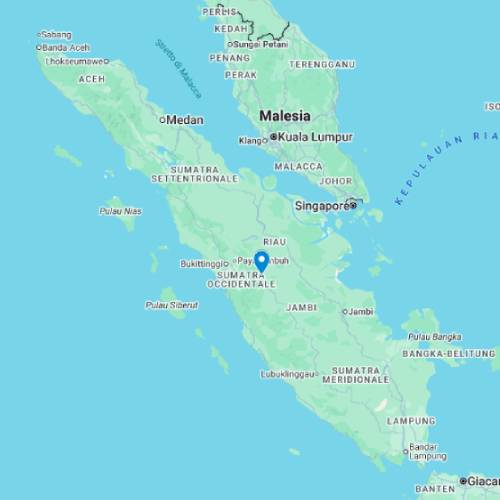 Wild Sumatra, Gli Orangutan