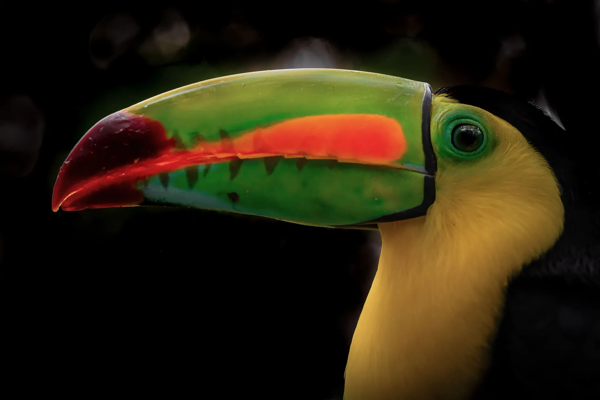 Limited Edition - Tucano Carenato