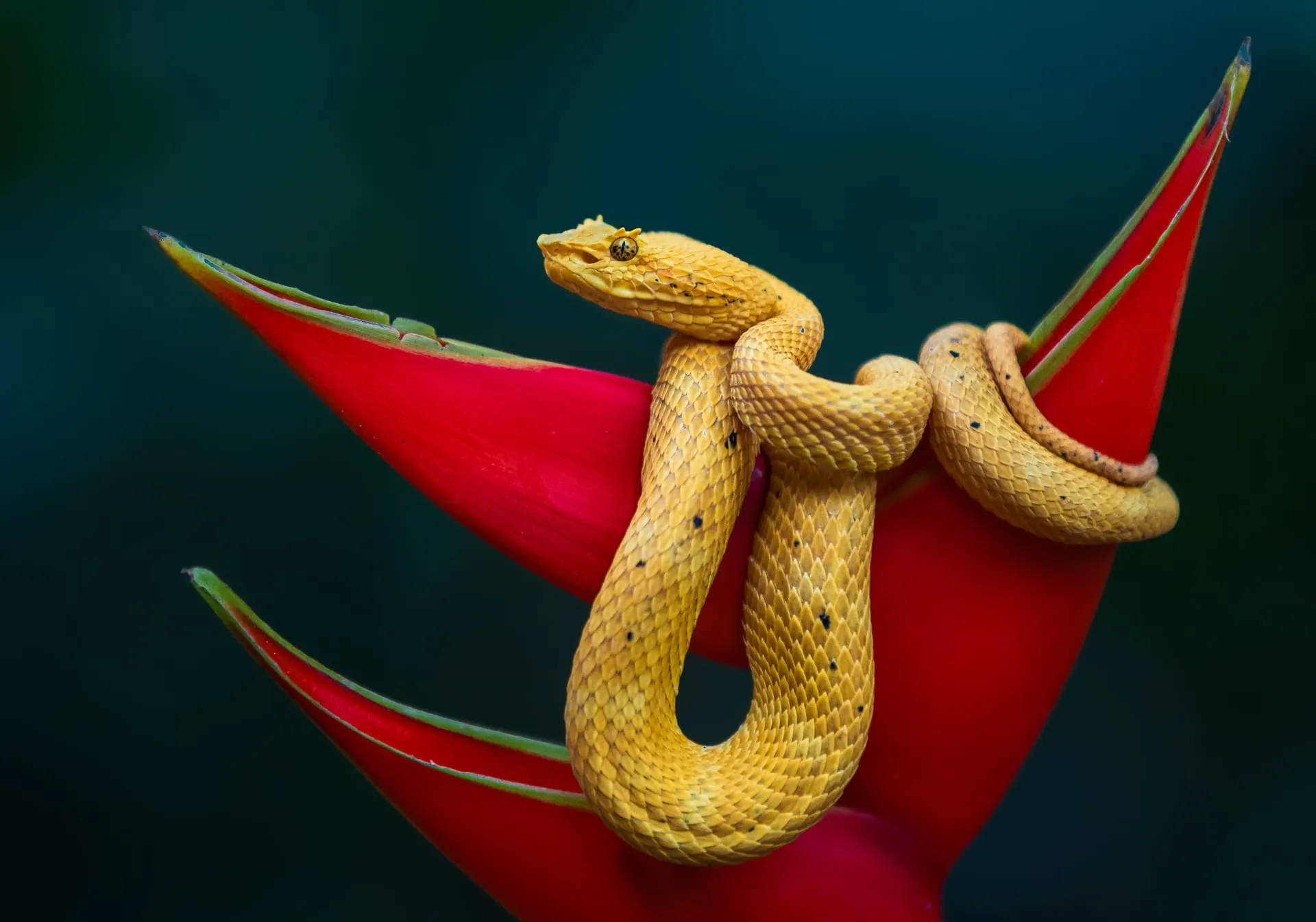 Limited Edition - Vipera Cigliata